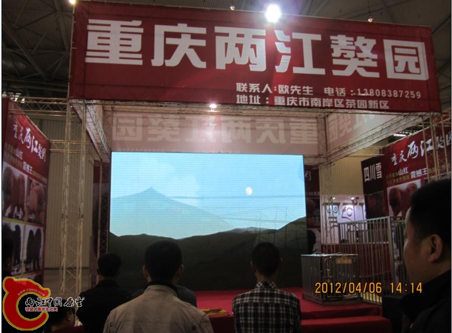 两江什么时候卖藏獒了？？哈哈