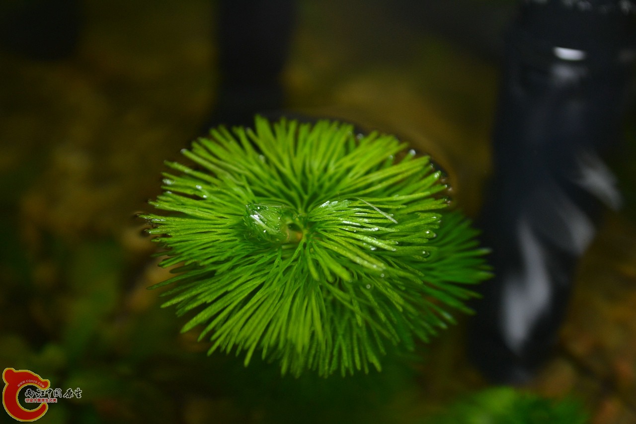 20120407-626.jpg
