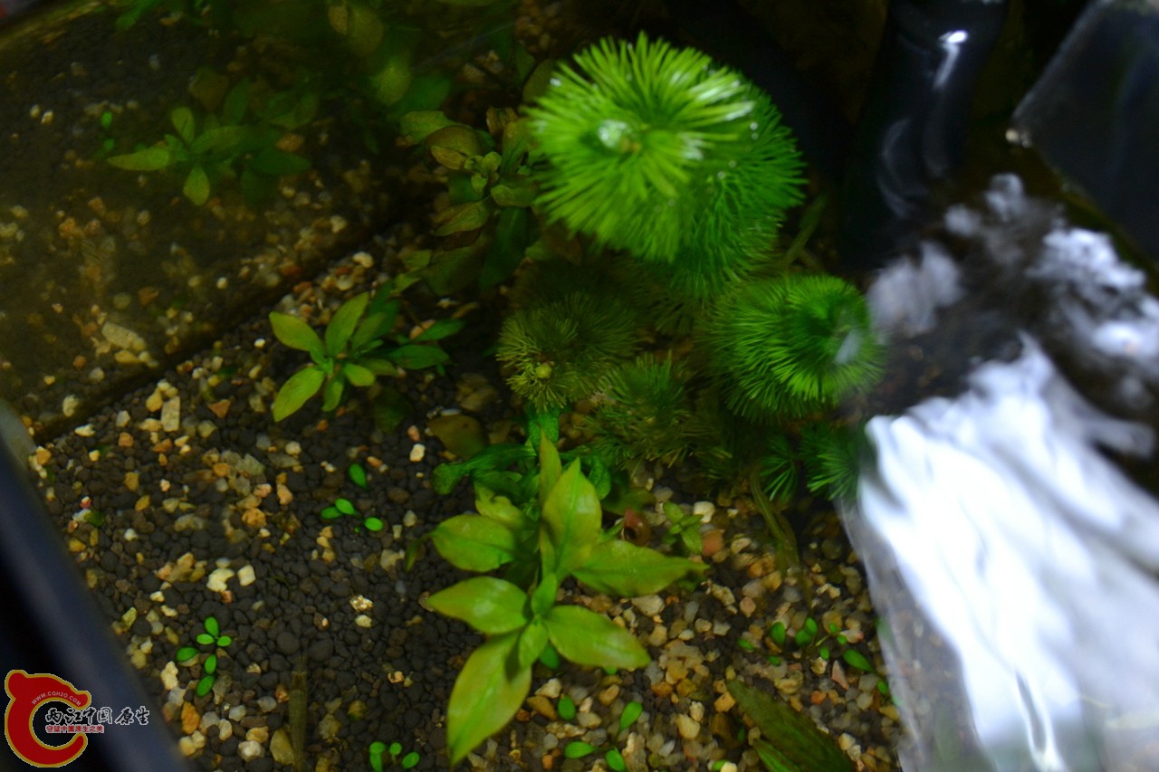 20120407-635.jpg
