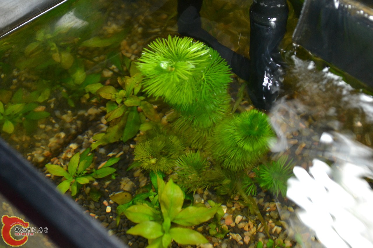 20120407-637.jpg