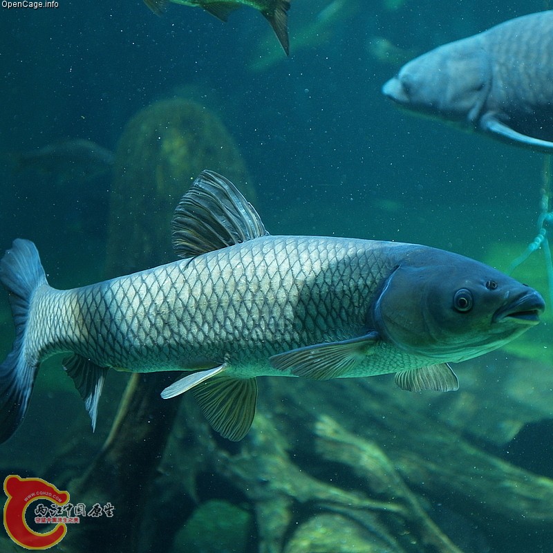 Ctenopharyngodon idellus（草鱼）.jpg