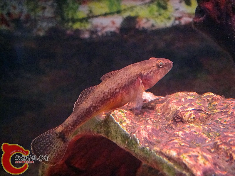 dsc01931_副本.jpg