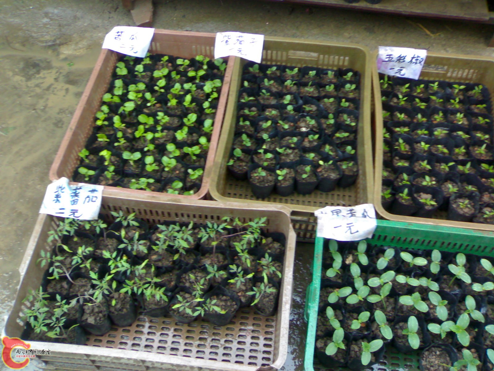 20120409231.jpg