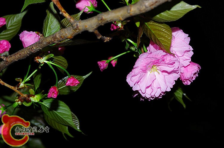 IMGP2265.jpg