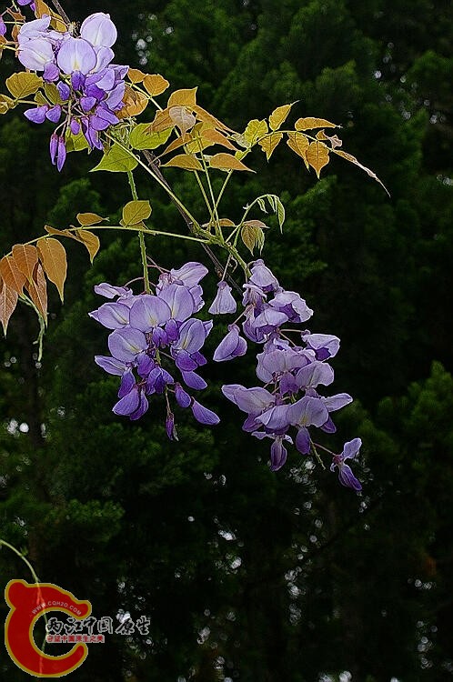 IMGP7762.jpg