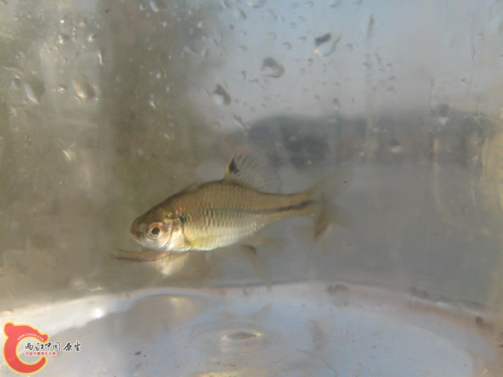 粗纹暗色鰟鮍(雄亚成体)