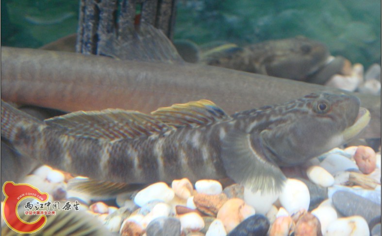 新虾虎？2.jpg