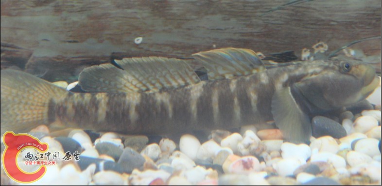 新虾虎3？.jpg