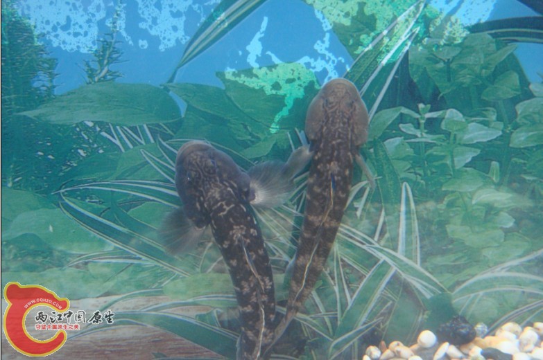 新虾虎4？.jpg