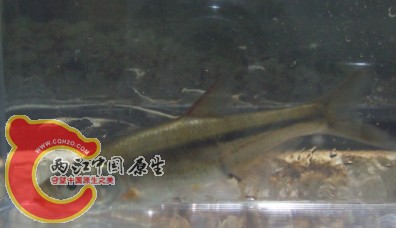 这是今天采到的（幼鱼）