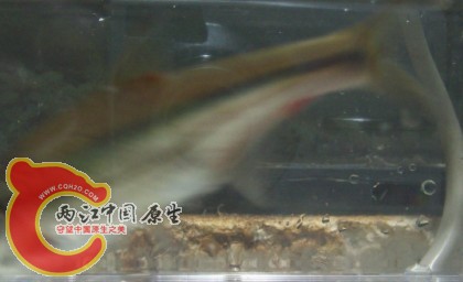 背和尾是红的，身上除了侧线还有条金线