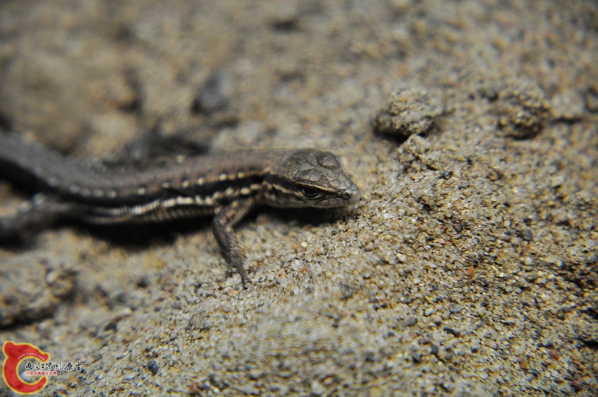DSC_0044.jpg