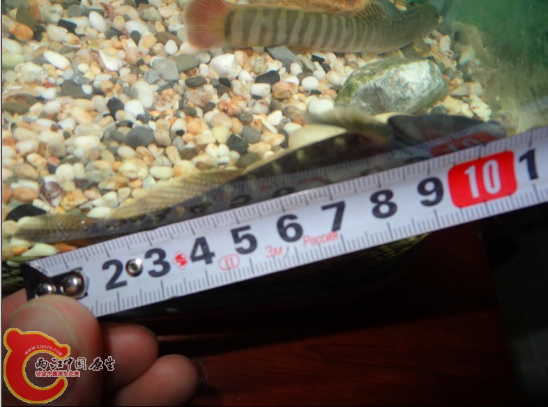 10cm大虾虎.jpg