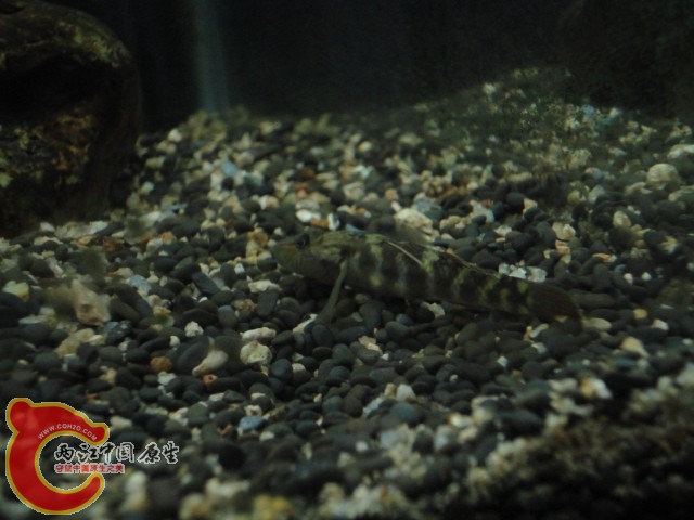 DSC02325.JPG