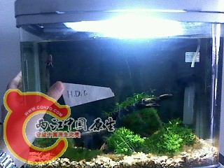IMG0362A.jpg