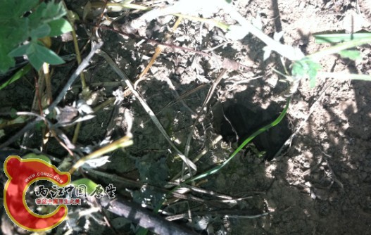 发现洞洞！我挖