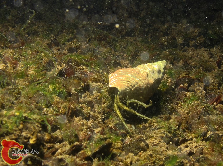 IMG_1274.jpg