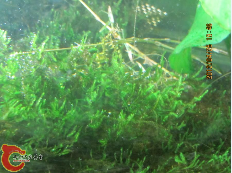 moss泡泡.jpg