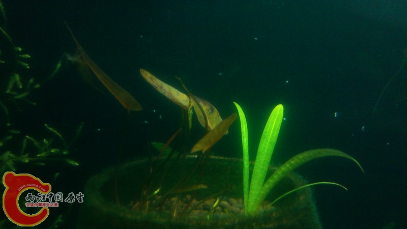 IMG_20120425_191254.jpg