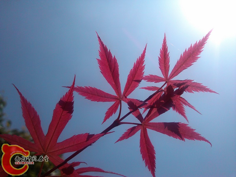 IMG_20120426_104739.jpg