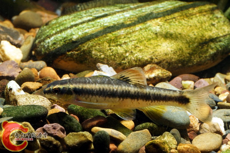 DSC00009.JPG