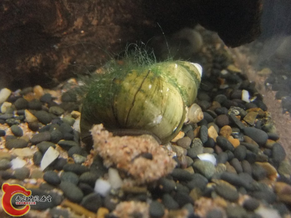 缸生物.jpg