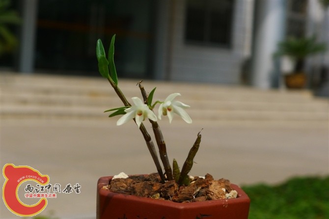 细茎铜皮石斛（云南文山种）