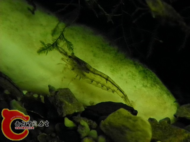 溪流缸4.jpg