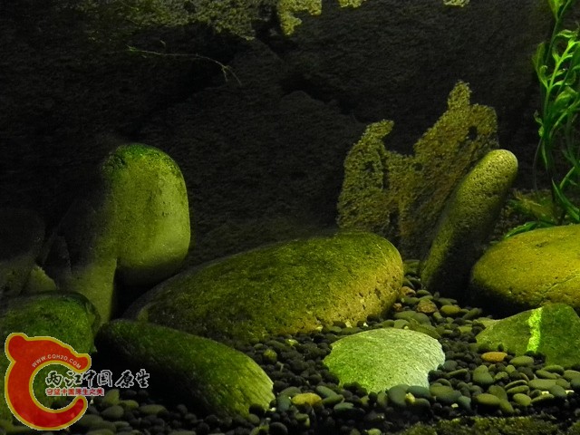 溪流缸2.jpg