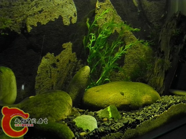 溪流缸5.jpg