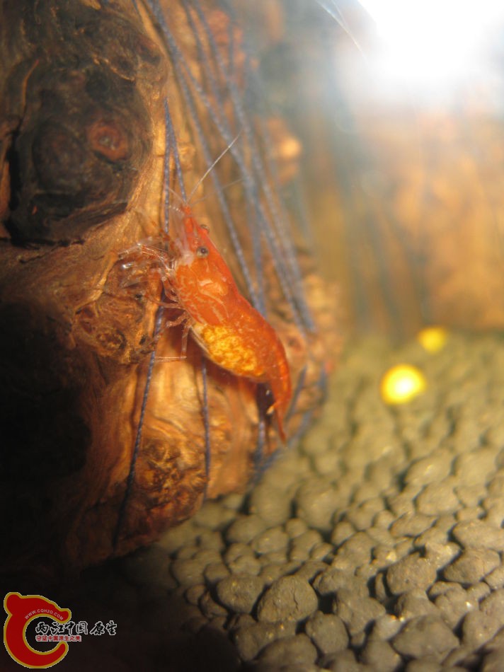 母虾3.jpg