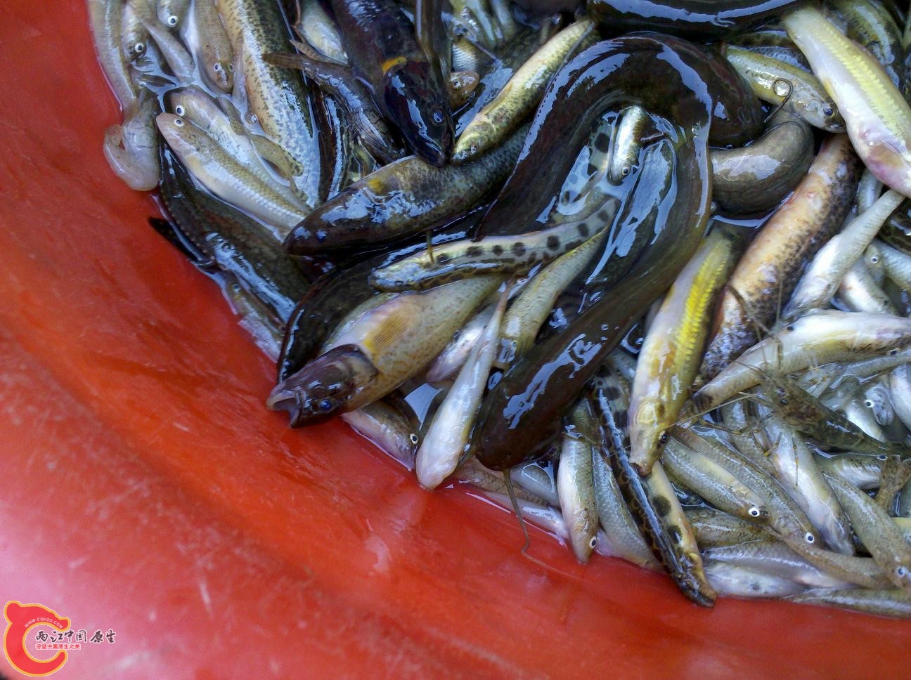 杂鱼3.jpg