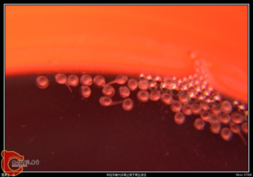 DSC_9445.jpg