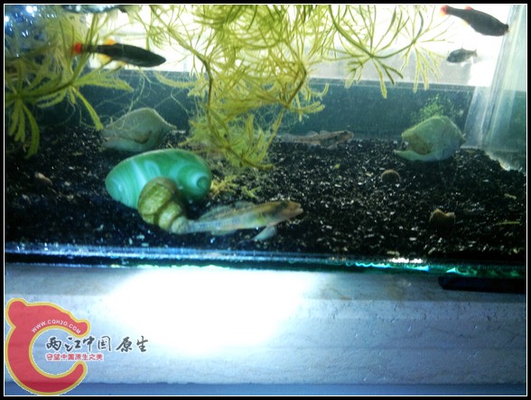 虾虎