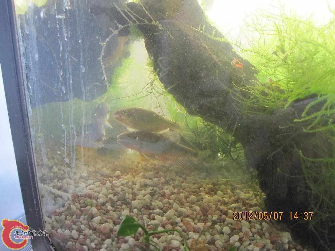 平额鱲成鱼；被从孵化缸里移出。