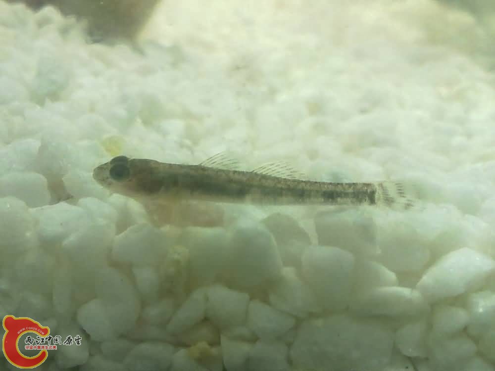 甲 5