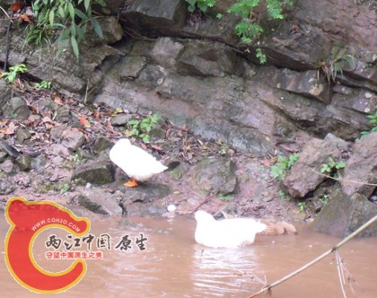 DSCN1058.jpg