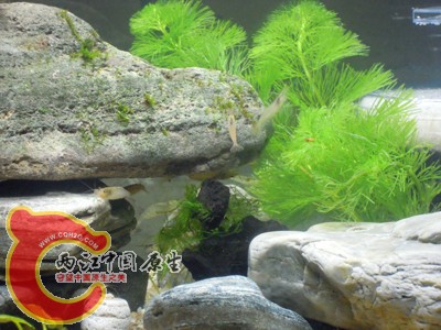 DSCN1073.jpg