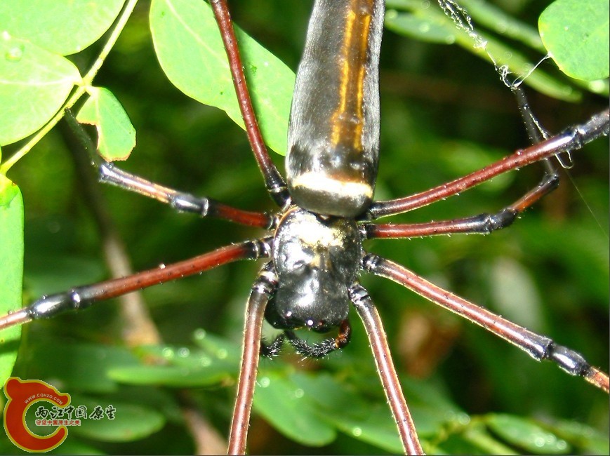 大蜘蛛.jpg