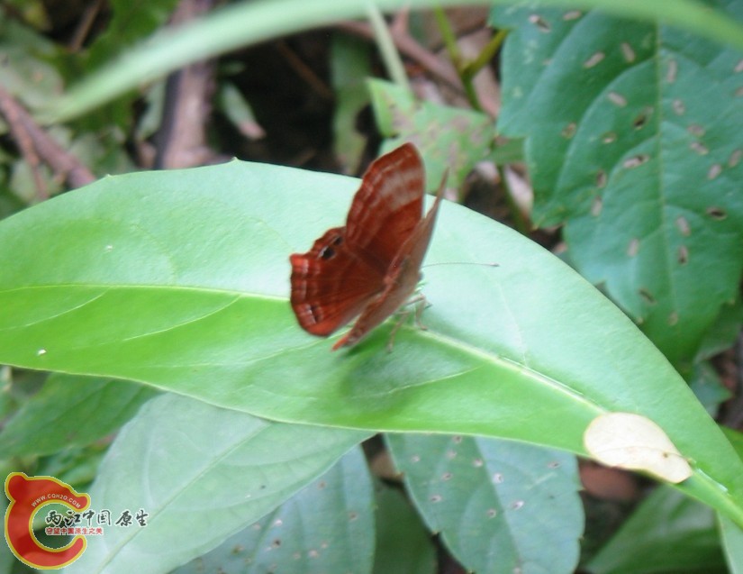 蝴蝶2.jpg