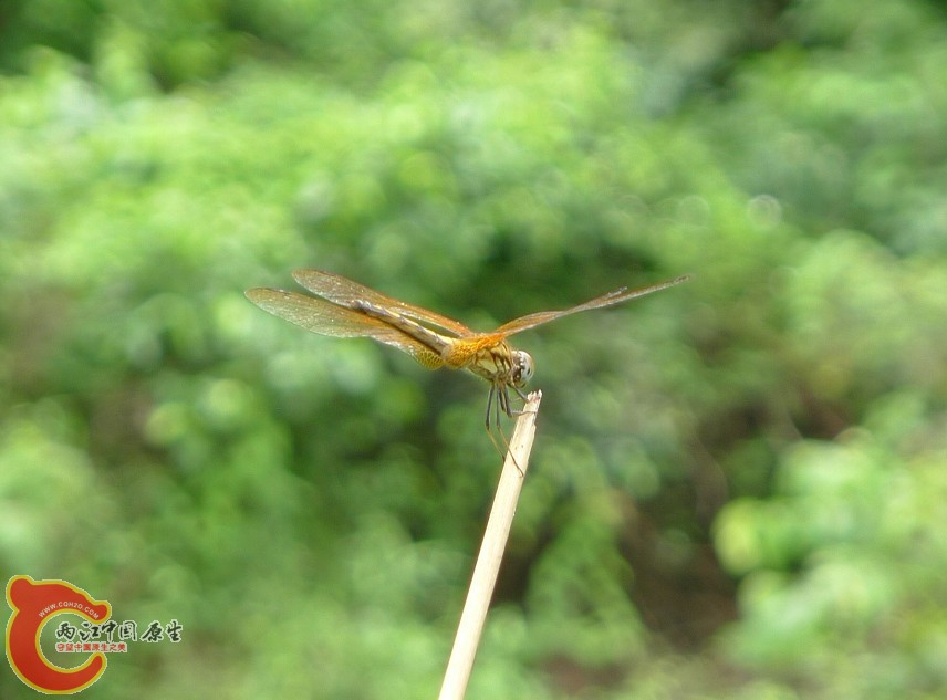 黄蜻蜓.jpg