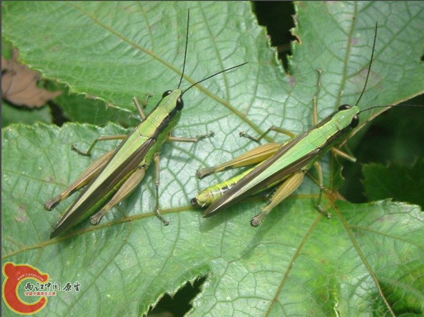 蝗虫1.jpg