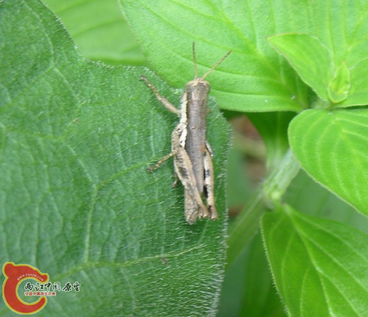 蝗虫2.jpg