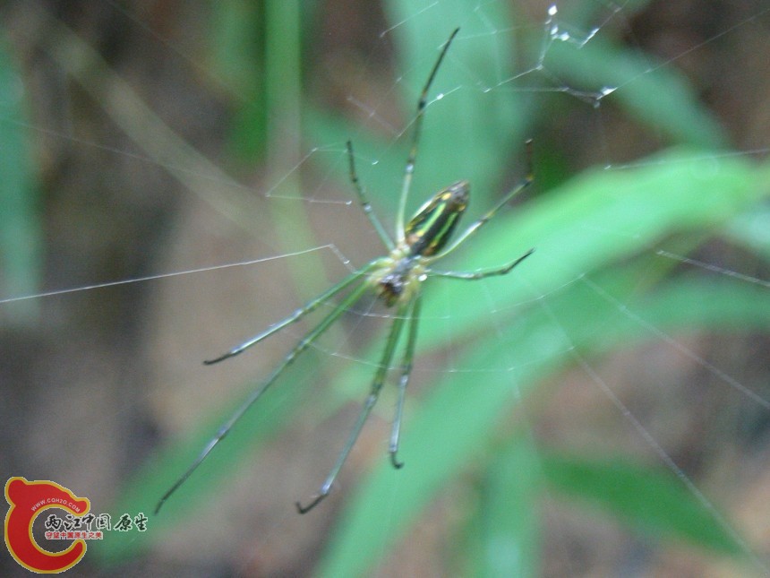 蜘蛛1.jpg