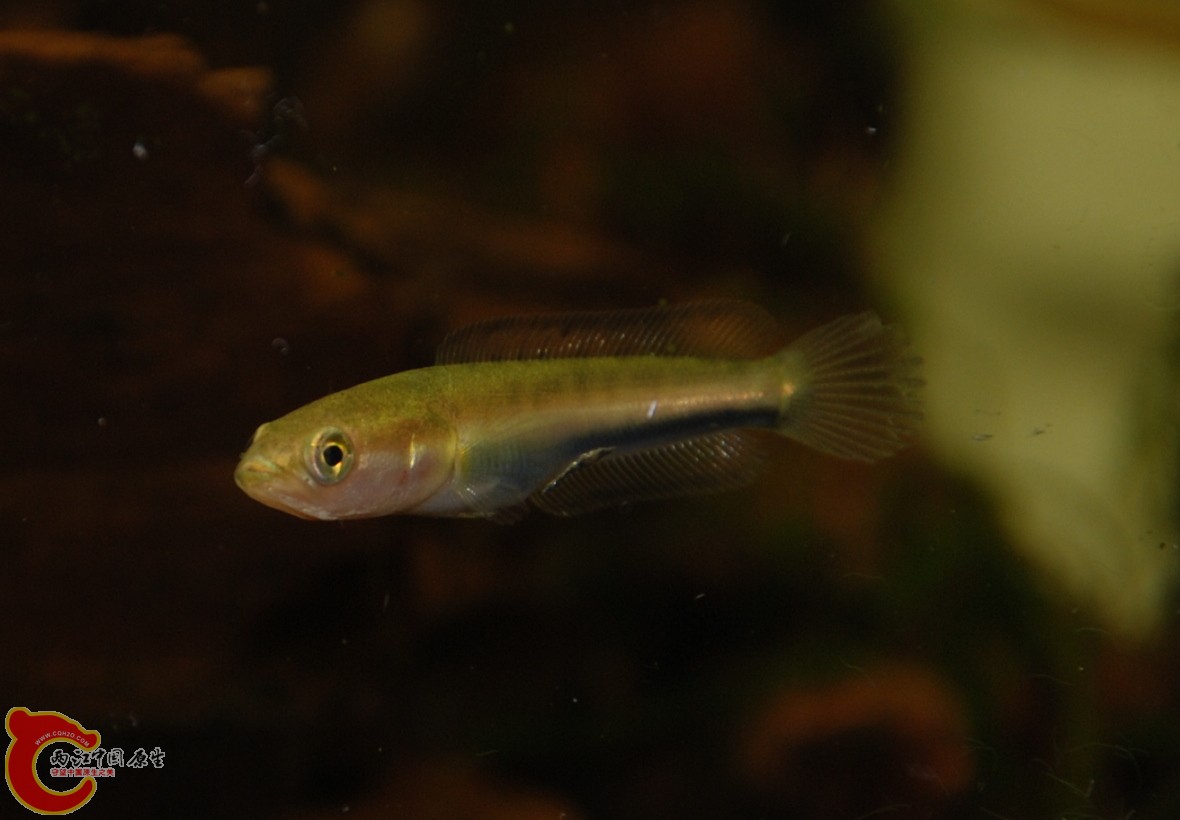 20120514鱼2