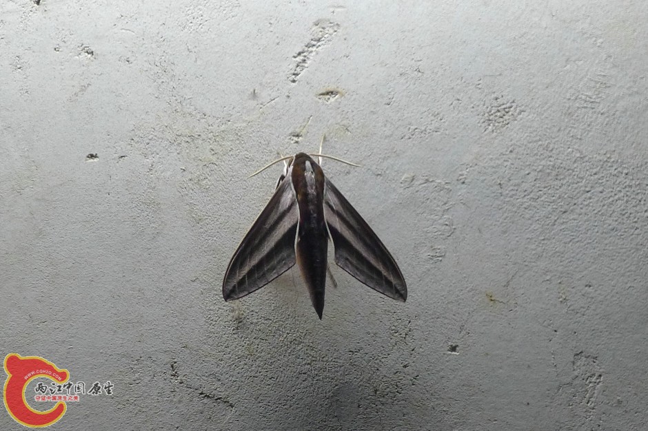 不知名的蛾.jpg