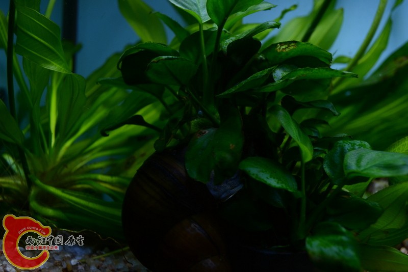 DSC_0015.JPG