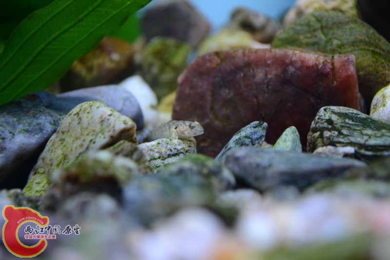 DSC_0019.JPG