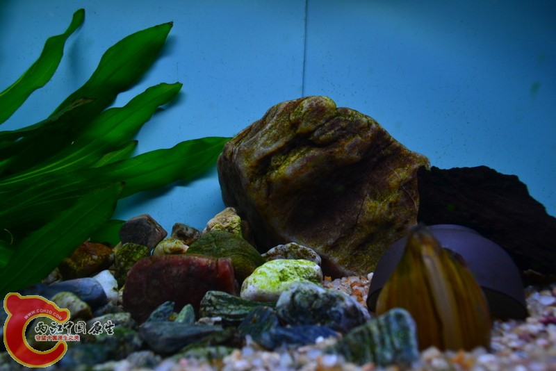 DSC_0031.JPG