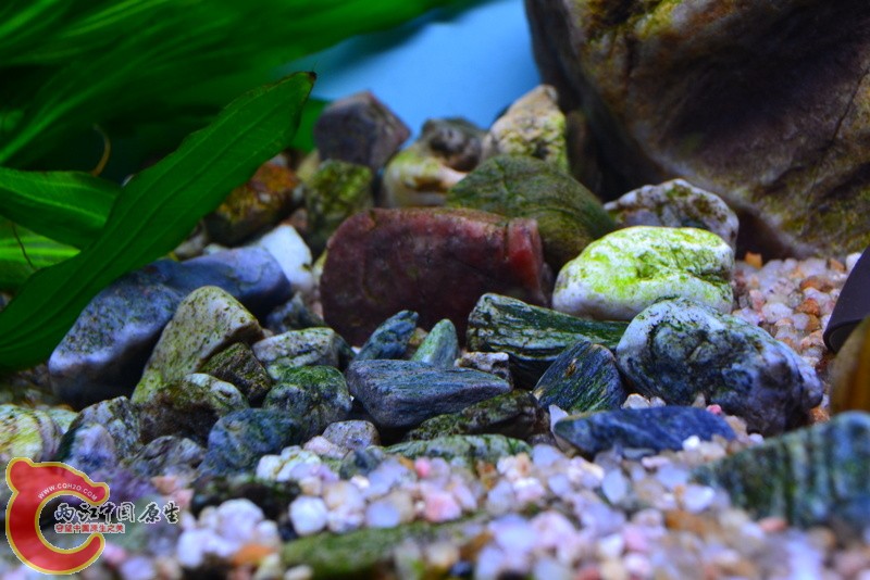 DSC_0033.JPG